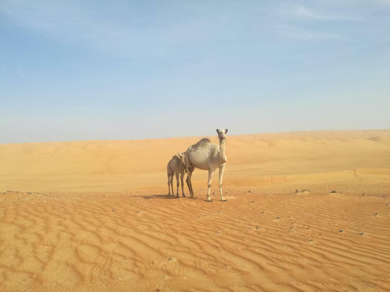 Hamood Desert Private Camp Al Wasil Экстерьер фото